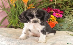 Cockalier dogs for sale: Lexie - Image 3