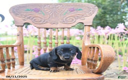 Miniature Dachshund dogs for sale: Josephine - Image 3