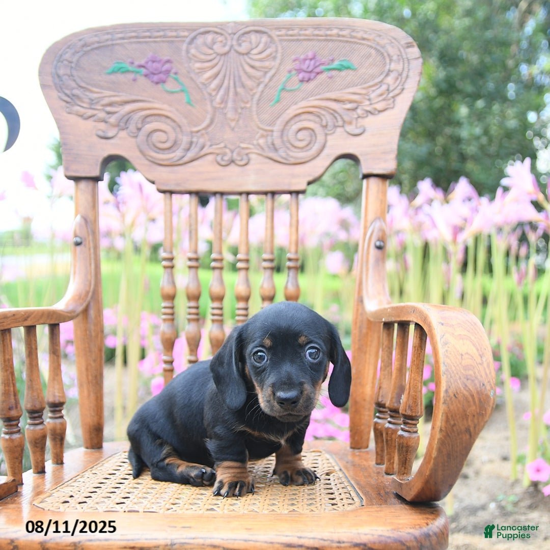 Miniature Dachshund dogs for sale: Josephine - Image 3