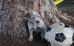 Australian Cattle Dog dogs for sale: Jared - Image 2