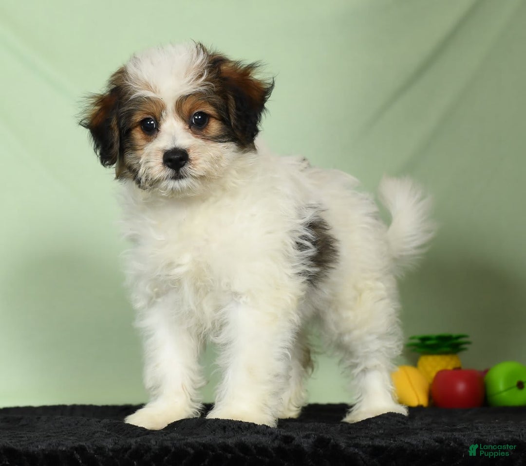 Bichon Frise dogs for sale: Moana - Image 8