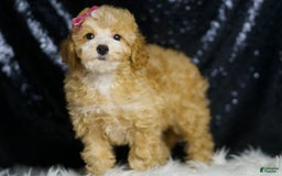 Toy Poodle dogs for sale: Marie - Image 6