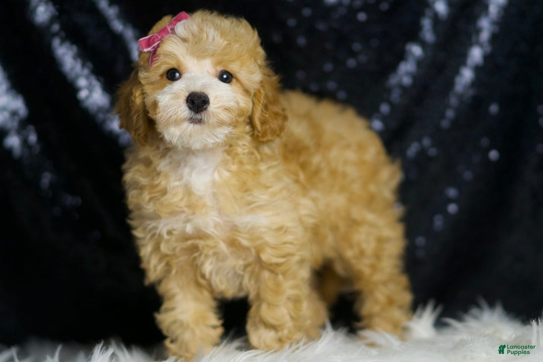Toy Poodle dogs for sale: Marie - Image 6