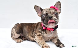 French Bulldog dogs for sale: Amber - Image 2