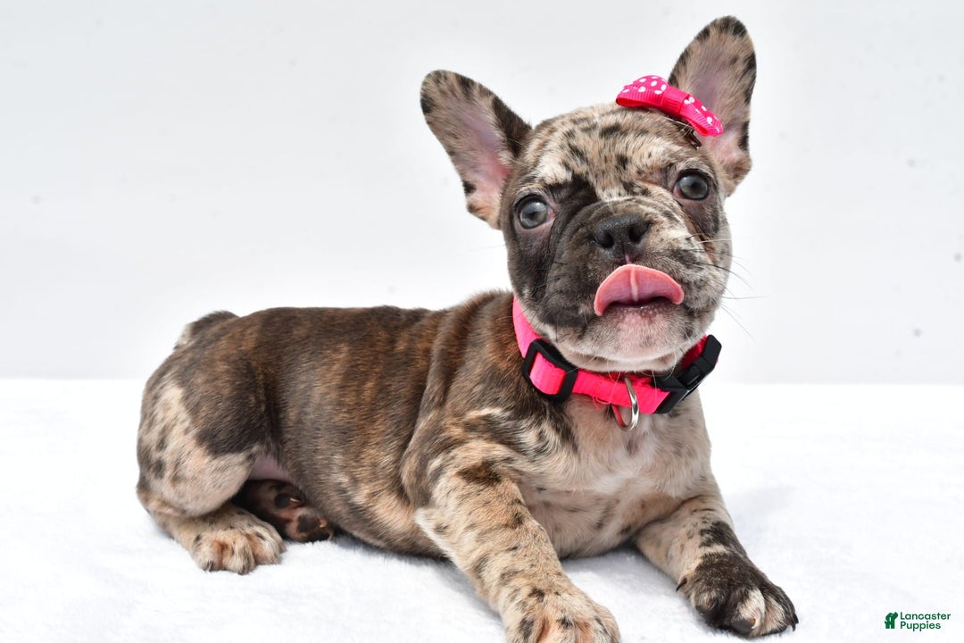 French Bulldog dogs for sale: Amber - Image 2