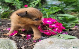 Pomeranian dogs for sale: Chloe - Image 7