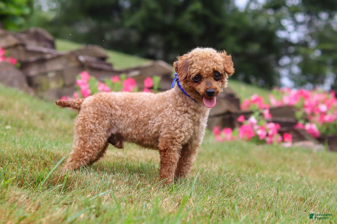 Maltipoo dogs for sale: Shiloh - Image 19