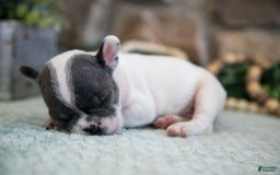 French Bulldog dogs for sale: Angie - Image 2
