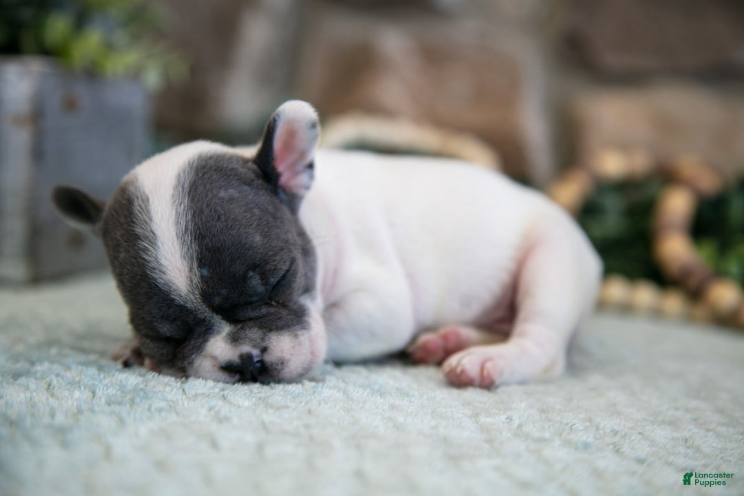 French Bulldog dogs for sale: Angie - Image 2