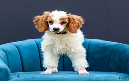 Standard Poodle dogs for sale: Rainay - Image 5