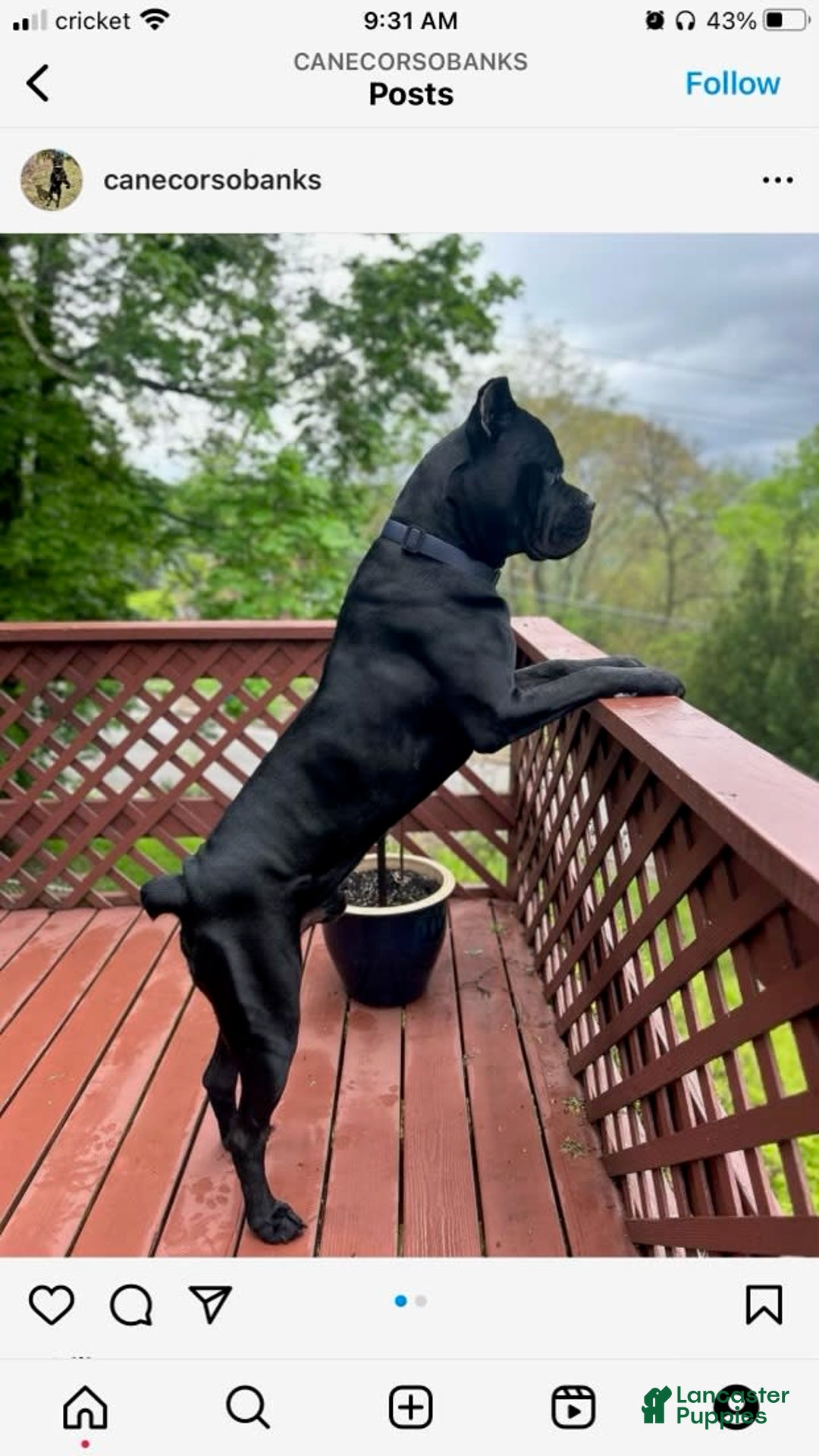 Cane Corso dogs for sale: Iccf Athena - Image 6