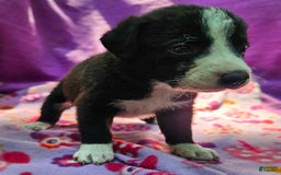 Border Collie dogs for sale: Coco - Image 5