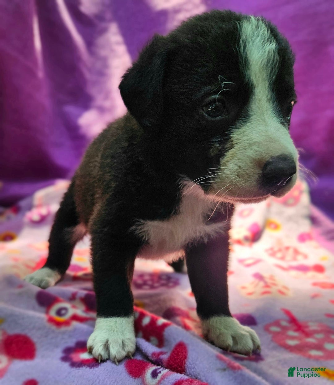 Border Collie dogs for sale: Coco - Image 5