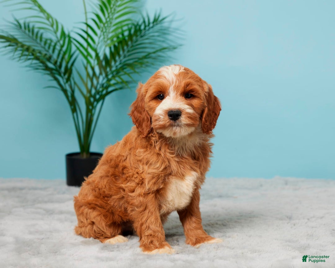 Mini Goldendoodle dogs for sale: Brooklyn - Image 5