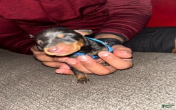 Doberman Pinscher dogs for sale: Blue Collar - Image 5