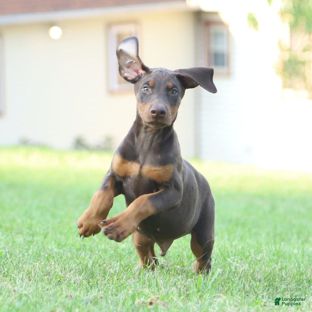 Doberman Pinscher dogs for sale: Rusty - Image 4