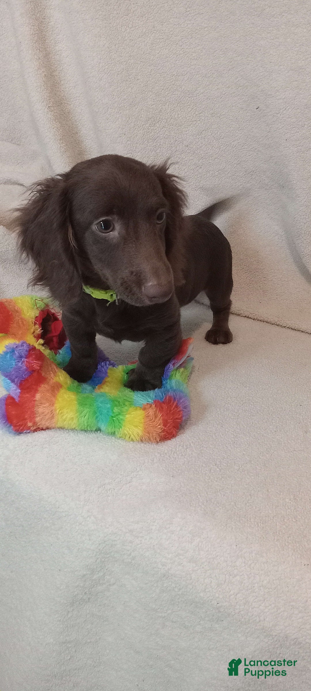 Miniature Dachshund dogs for sale: Ollie - Image 6