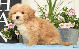 Bichpoo dogs for sale: Sport - Image 2