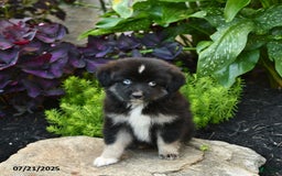 Miniature Australian Shepherd dogs for sale: Chase - Image 9