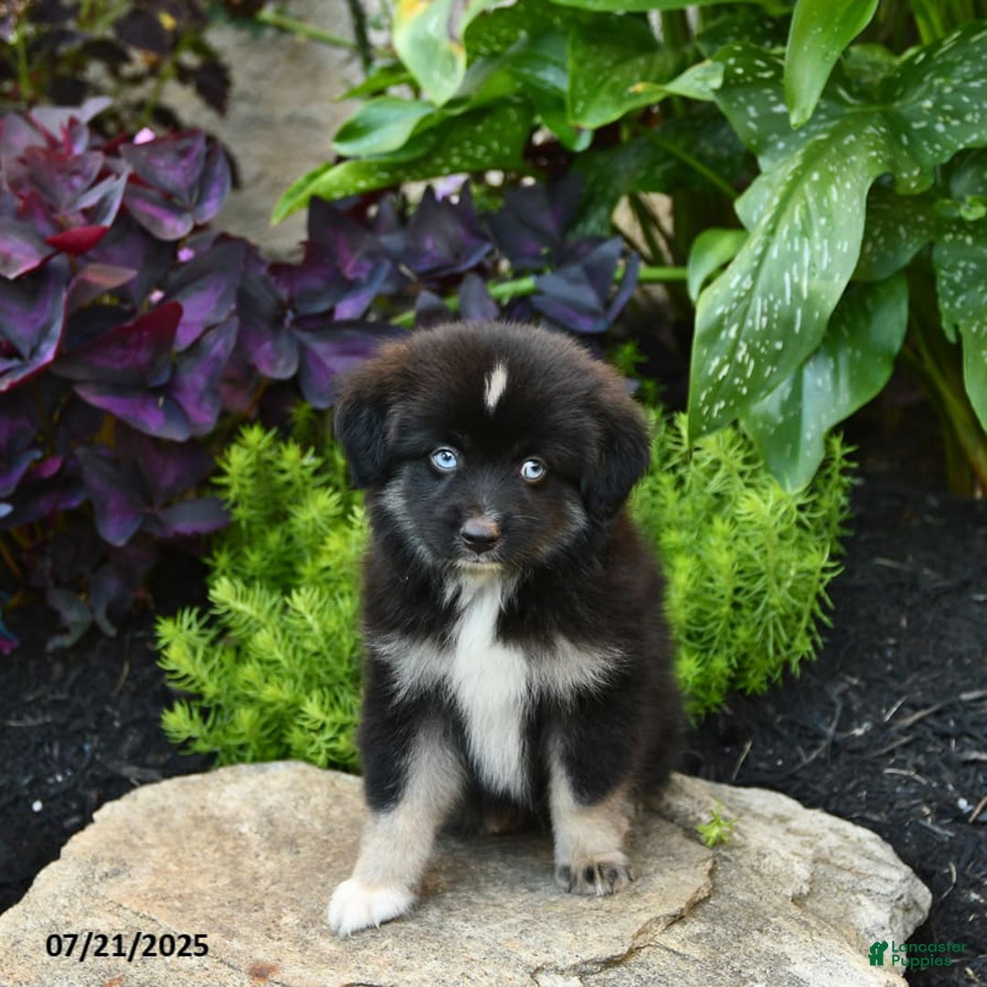 Miniature Australian Shepherd dogs for sale: Chase - Image 9