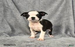 Boston Terrier dogs for sale: Lucy - Image 4