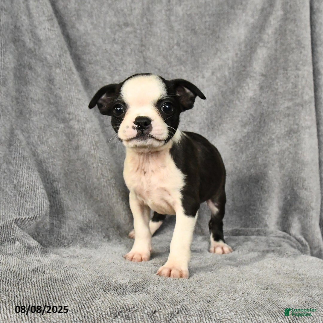 Boston Terrier dogs for sale: Lucy - Image 4