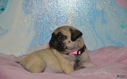 Pug dogs for sale: Pink - Image 2