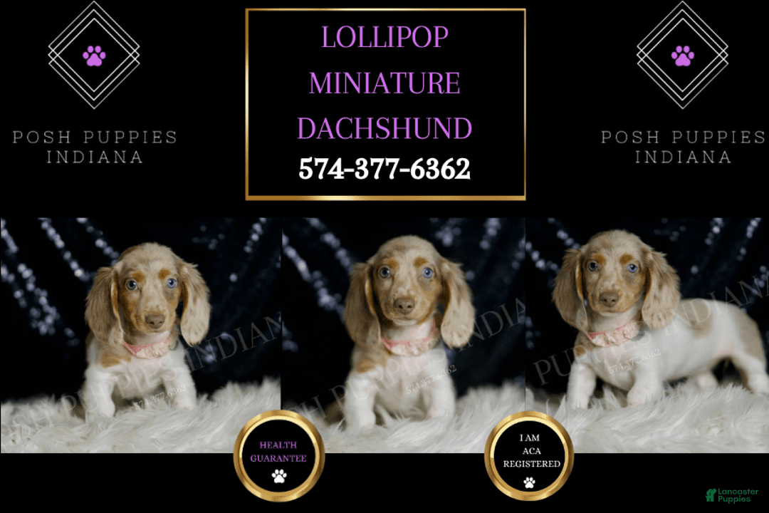 Miniature Dachshund dogs for sale: Lollipop - Image 3