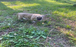 American Bully dogs for sale: China - Image 5