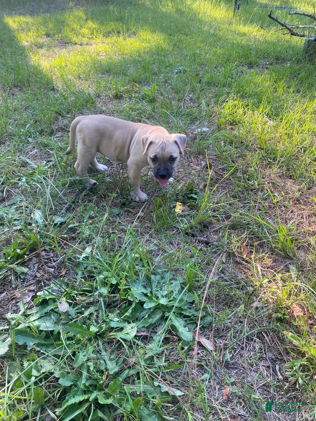 American Bully dogs for sale: China - Image 5