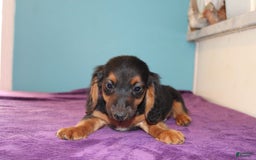 Dachshund dogs for sale: Dachshund 4 puppies - Image 10