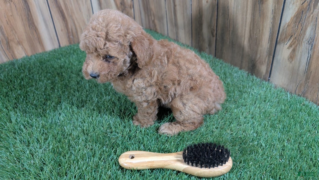 Miniature Poodle dogs for sale: Little Honey Girl 1 - Image 2