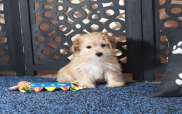 Yochon dogs for sale: Jamey - Image 1