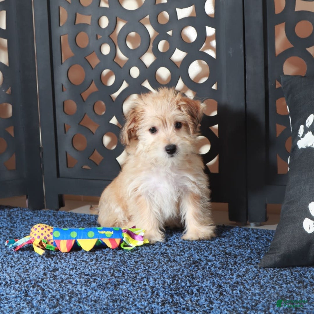 Yochon dogs for sale: Jamey - Image 1