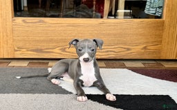 Italian Greyhound dogs for sale: Pj - Image 1