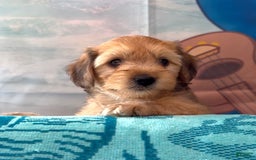 Beagle dogs for sale: Bassetdoodles - Image 12