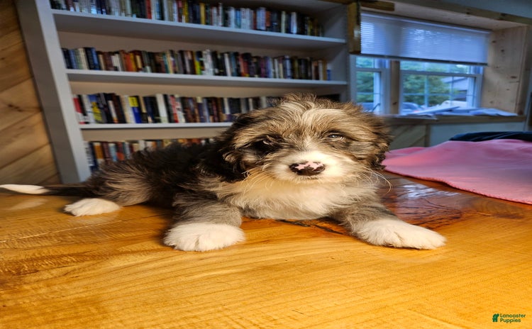 Portuguese Water Dog dogs for sale - Ad 3