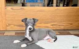 Italian Greyhound dogs for sale: Donny - Image 11