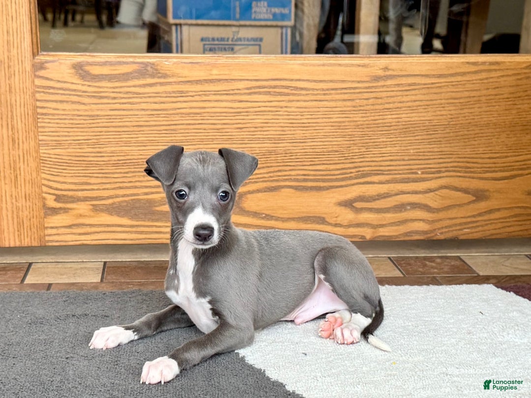 Italian Greyhound dogs for sale: Donny - Image 11