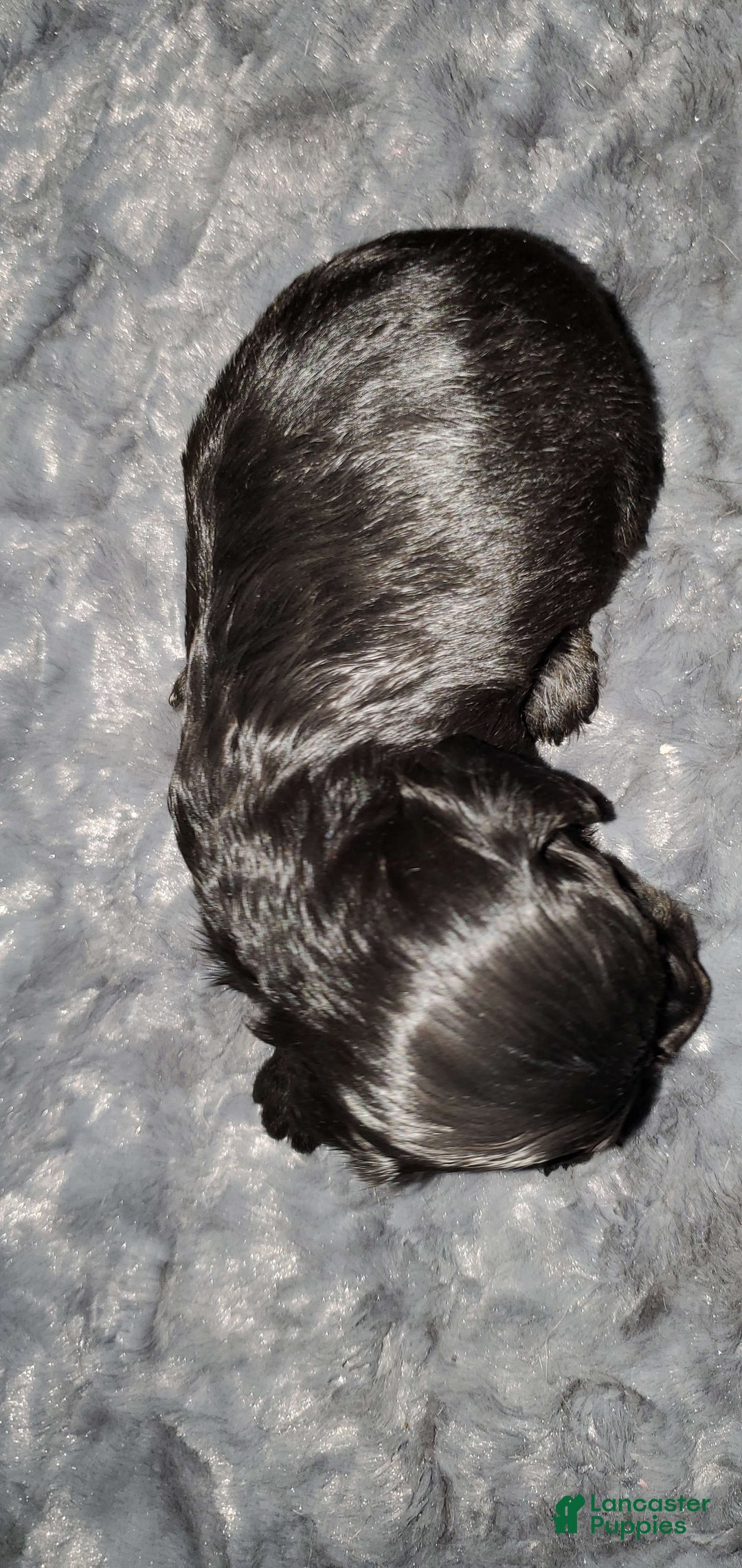 Miniature Dachshund dogs for sale: Brenda - Image 1