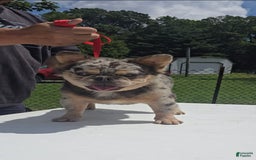 French Bulldog dogs for sale: Sonic - Image 11