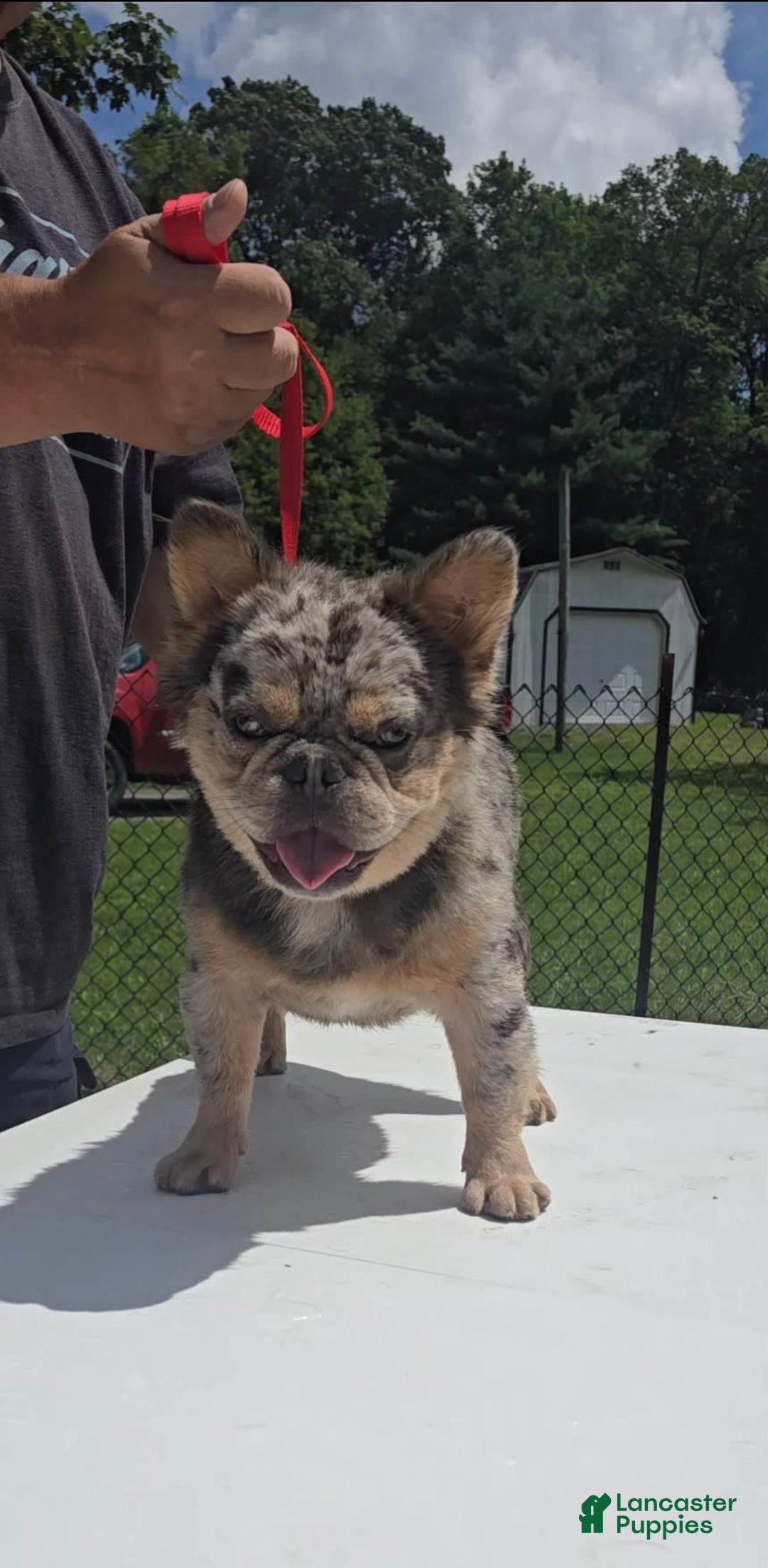 French Bulldog dogs for sale: Sonic - Image 11