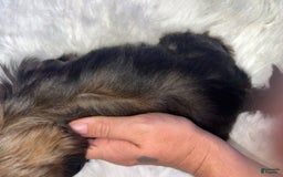 Shih Tzu dogs for sale: Leah - Image 14