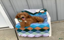 Goldendoodle dogs for sale: Kobe F2b - Image 13