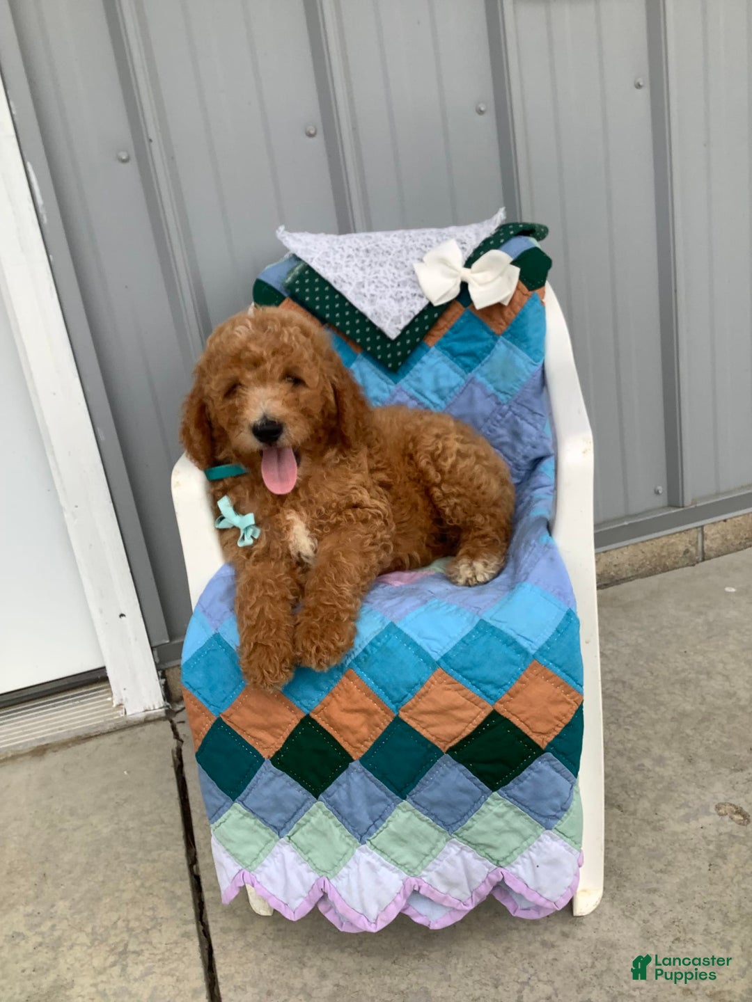 Goldendoodle dogs for sale: Kobe F2b - Image 13