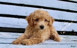 Miniature Poodle dogs for sale: Max - Image 3