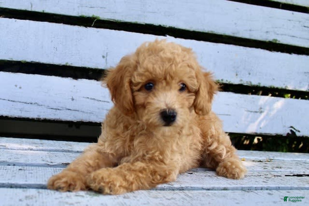 Miniature Poodle dogs for sale: Max - Image 3