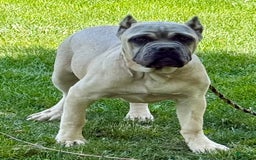 Cane Corso dogs for sale: Georgia - Image 31