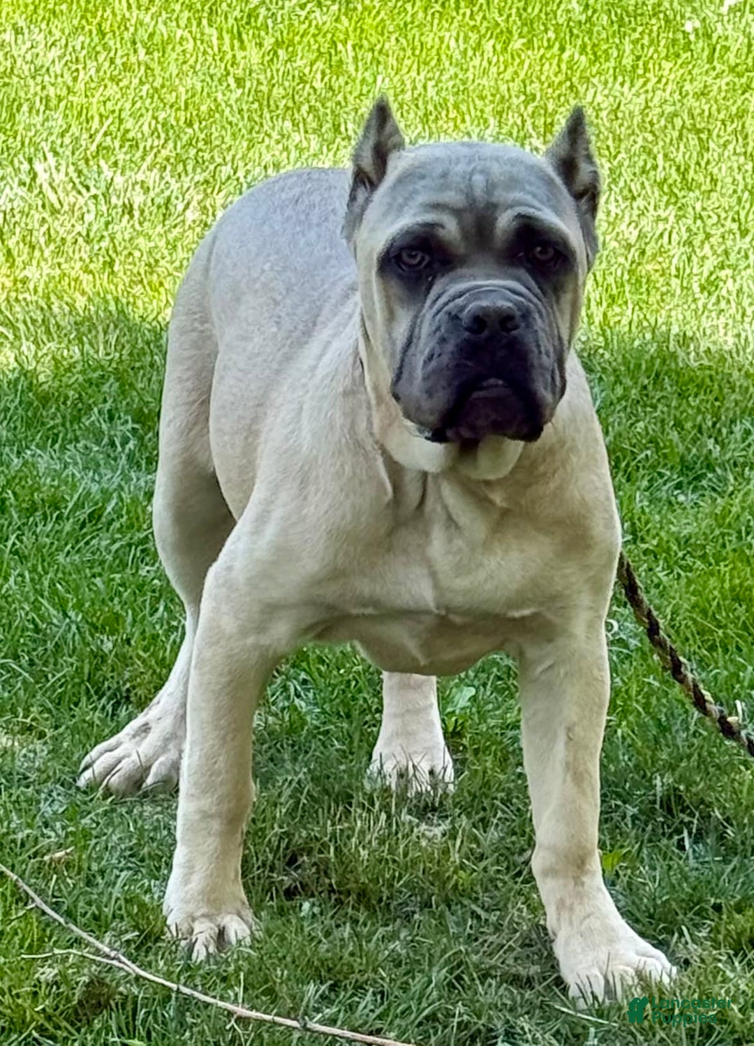 Cane Corso dogs for sale: Georgia - Image 31