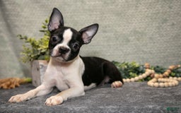 Boston Terrier dogs for sale: Dora - Image 7